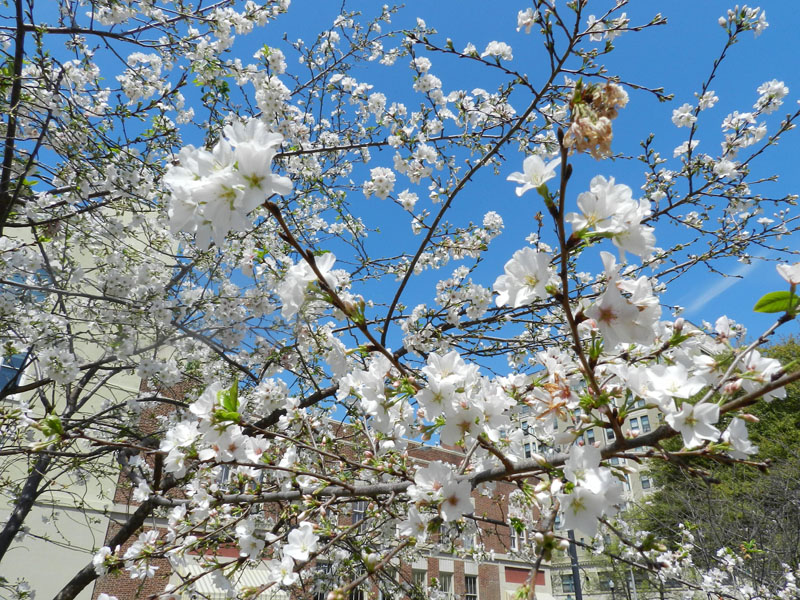 Cherry Blossoms in Macon, Georgia